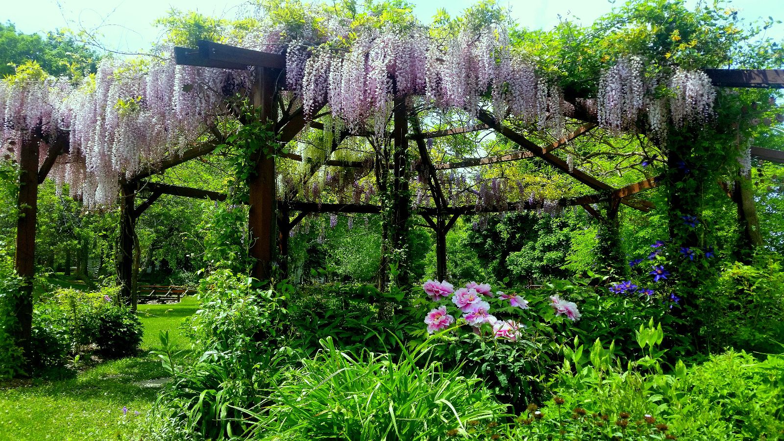 PINK WISTERIA IN BLOOM ATOP FLOWERING GAZEBO; TREE PEONY IN FLOWERBED BELOW; CLEMATIS IN BLOOM AS THEY CLIMB GAZEBO POSTS